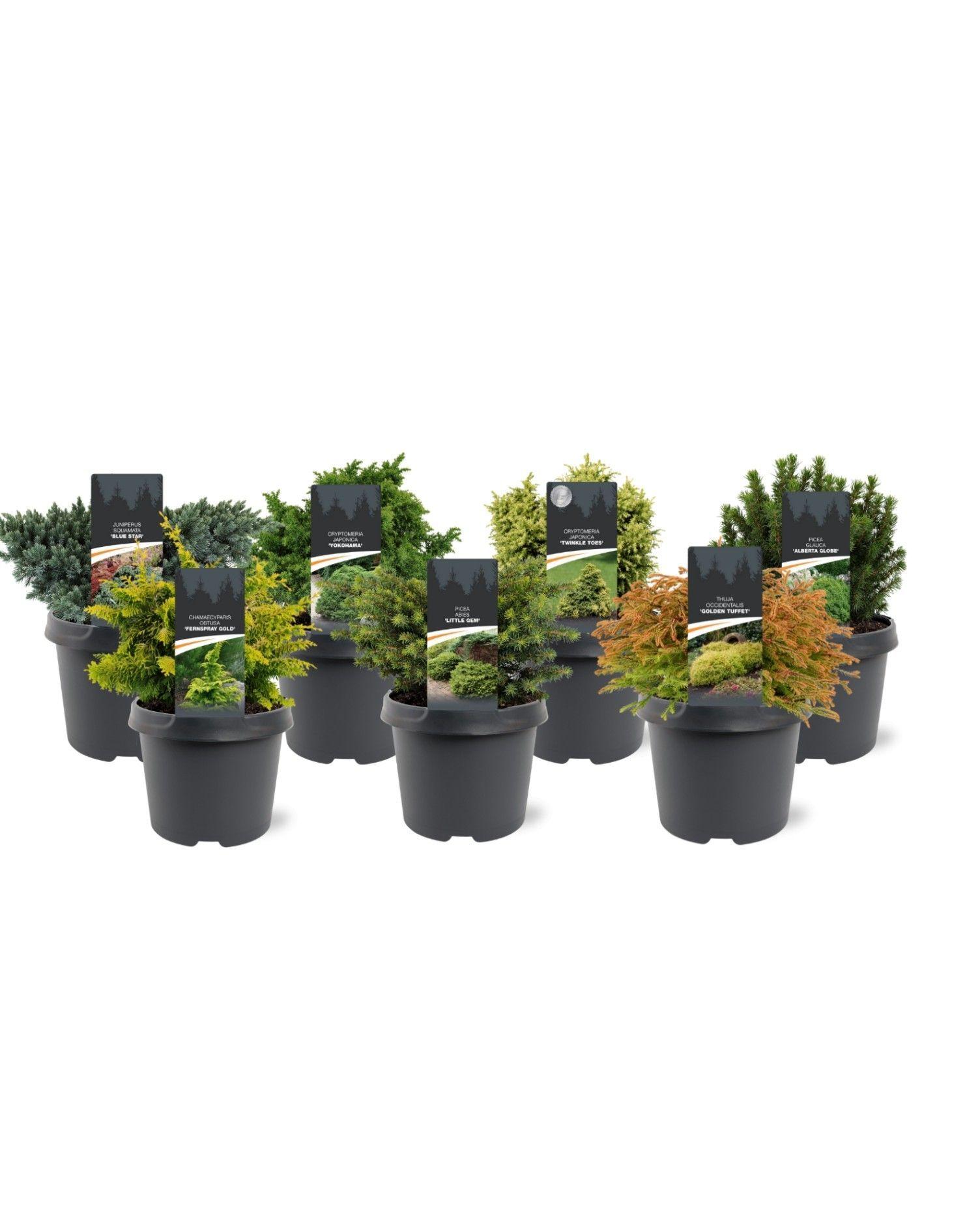 Горшечные цветы и растения оптом Coniferen Mix Shelf Exclusive от 3шт из Голландии с доставкой по России