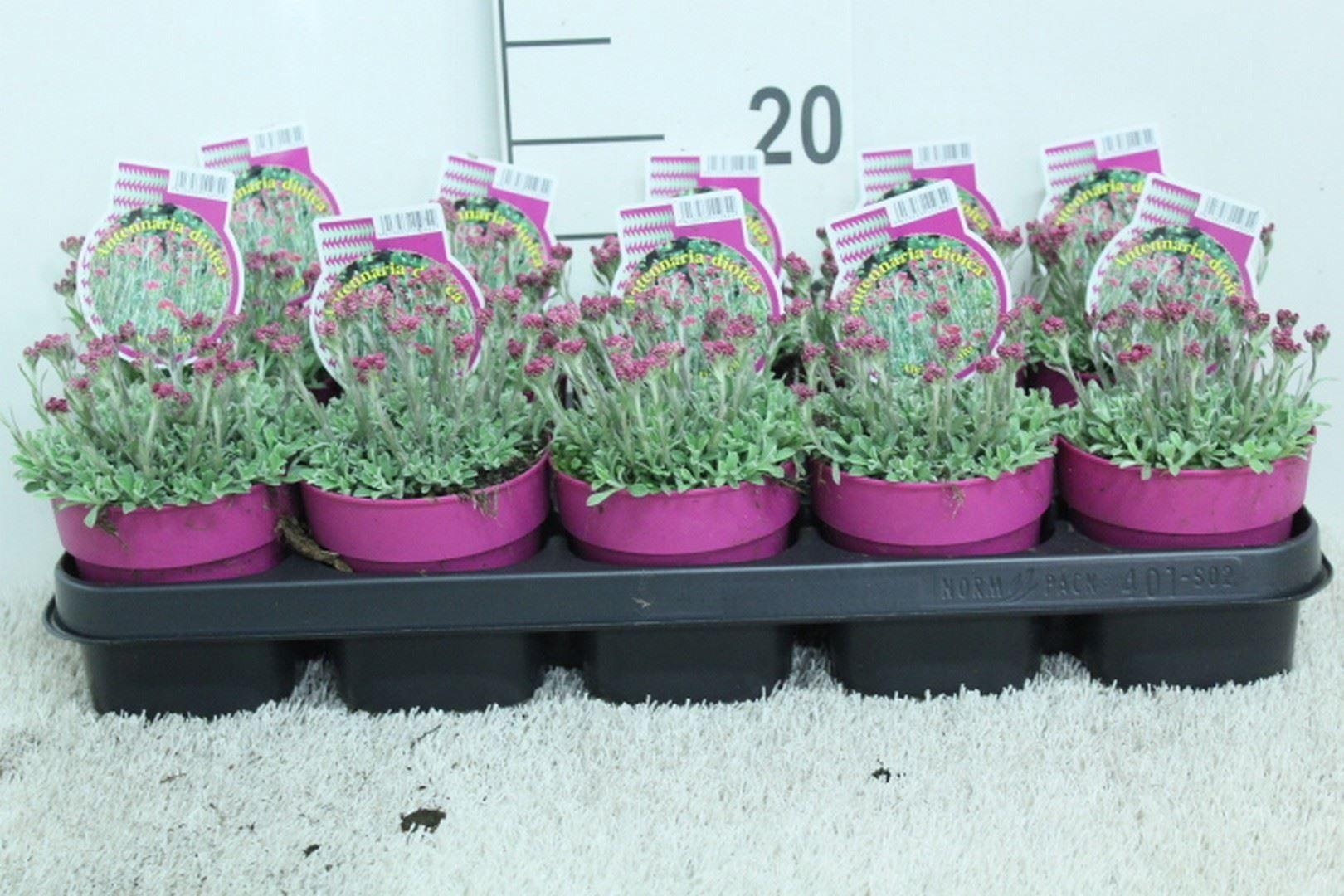 Горшечные цветы и растения оптом Antennaria Dioica от 10шт из Голландии с доставкой по России