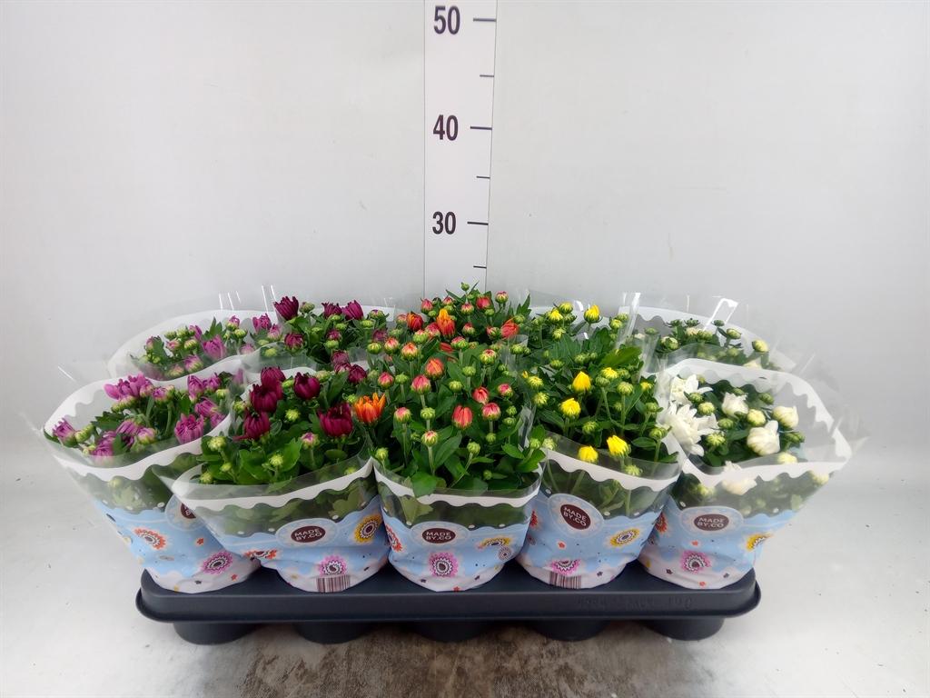 Горшечные цветы и растения оптом Chrysanthemum   ..rosebud Mix от 10шт из Голландии с доставкой по России