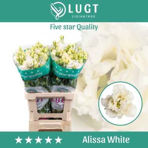 Срезанные цветы оптом Lisianthus do alissa white от 20шт. из Голландии с доставкой по России