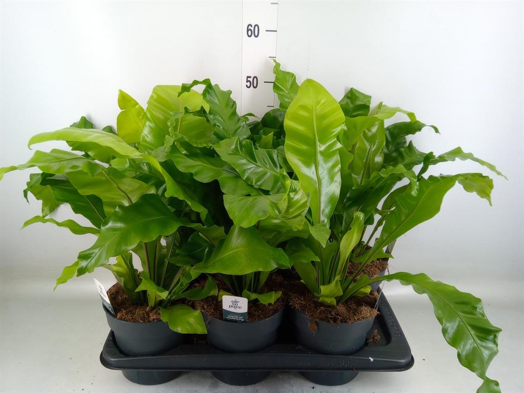 Горшечные цветы и растения оптом Asplenium Nidus от 6шт из Голландии с доставкой по России