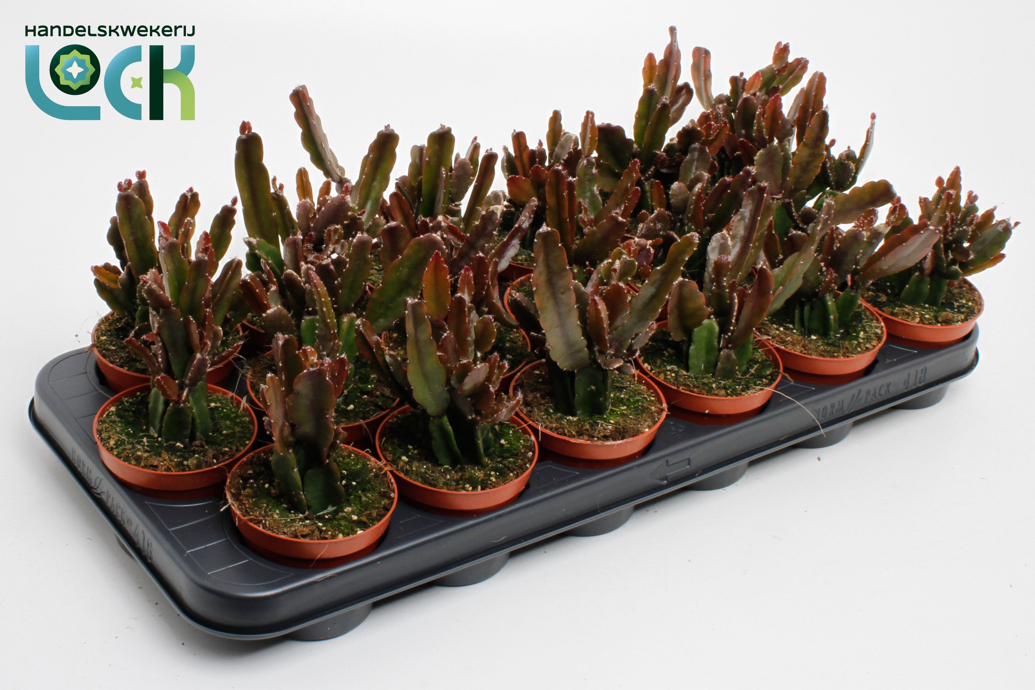 Горшечные цветы и растения оптом Rhipsalis Agudoensis от 18шт (для телеги) из Голландии с доставкой по России