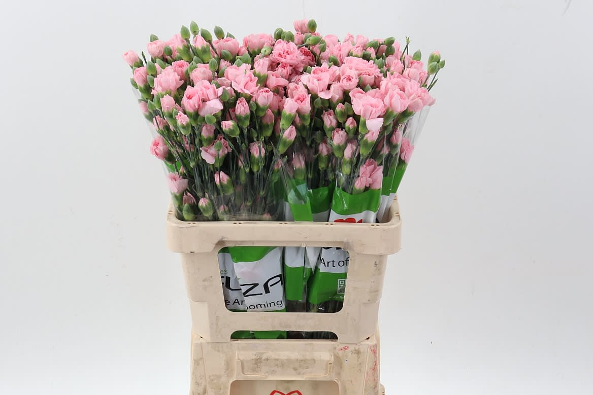 Срезанные цветы оптом Dianthus sp academy от 100шт из Голландии с доставкой по России