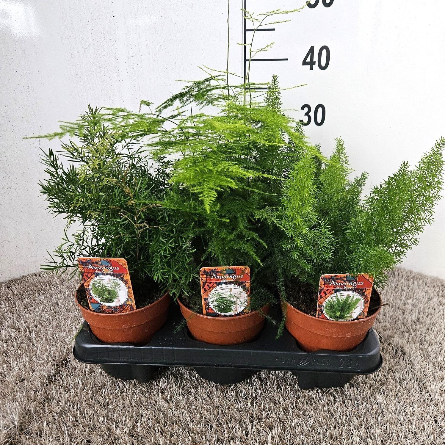 Горшечные цветы и растения оптом Asparagus ...mix 3 от 6шт из Голландии с доставкой по России