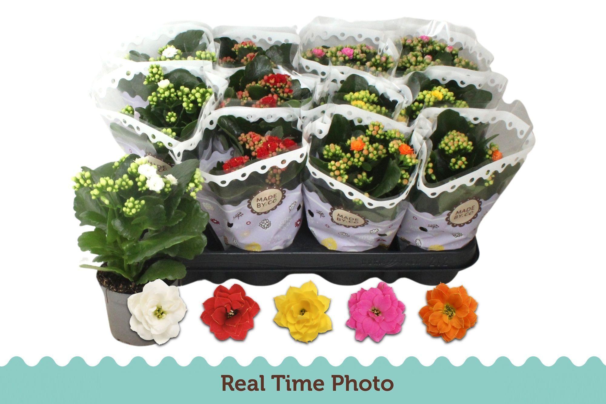 Горшечные цветы и растения оптом Kal Ge Gem 5 Kl от 12шт (для телеги) из Голландии с доставкой по России