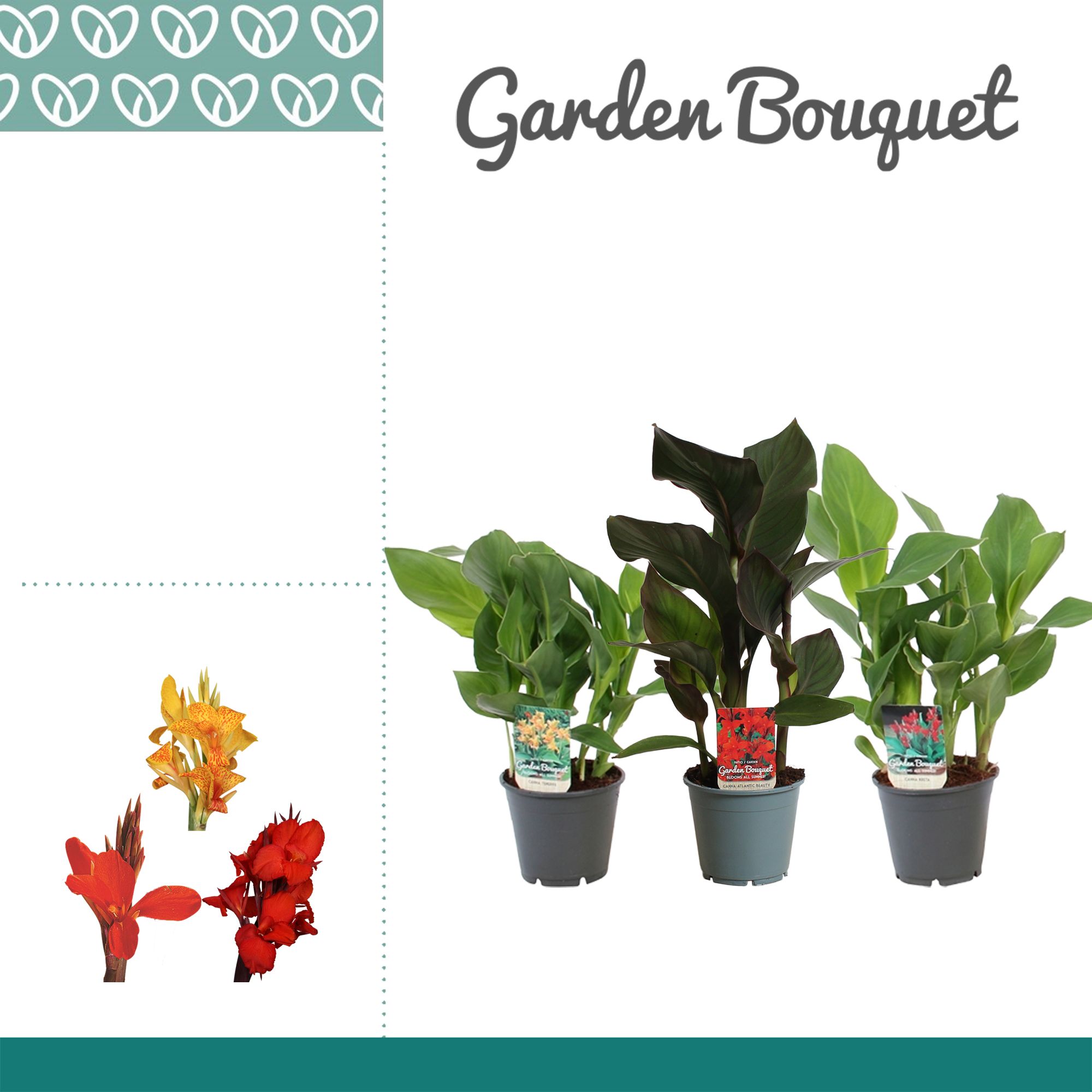 Горшечные цветы и растения оптом Canna Ov от 7шт из Голландии с доставкой по России