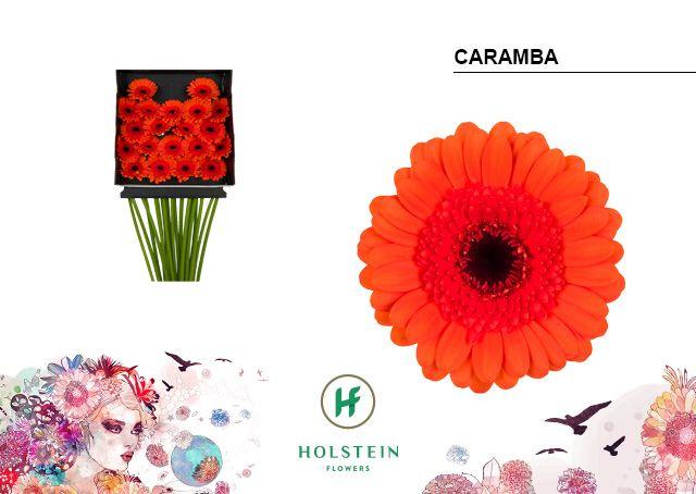 Срезанные цветы оптом Germini diamond caramba от 20шт из Голландии с доставкой по России