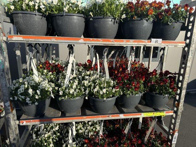 Горшечные цветы и растения оптом Vio Co End Gem от 1шт из Голландии с доставкой по России