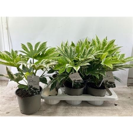 Горшечные цветы и растения оптом Fatsia Spider Web Variegata от 6шт из Голландии с доставкой по России