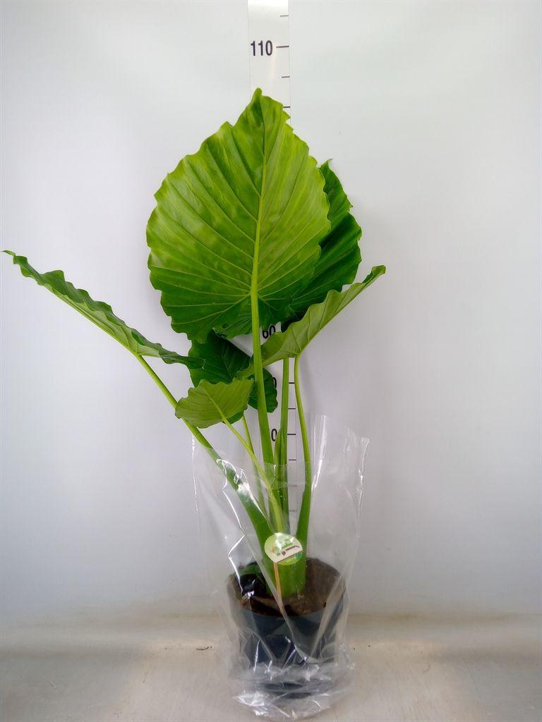 Горшечные цветы и растения оптом Alocasia Gageana от 1шт (для телеги) из Голландии с доставкой по России