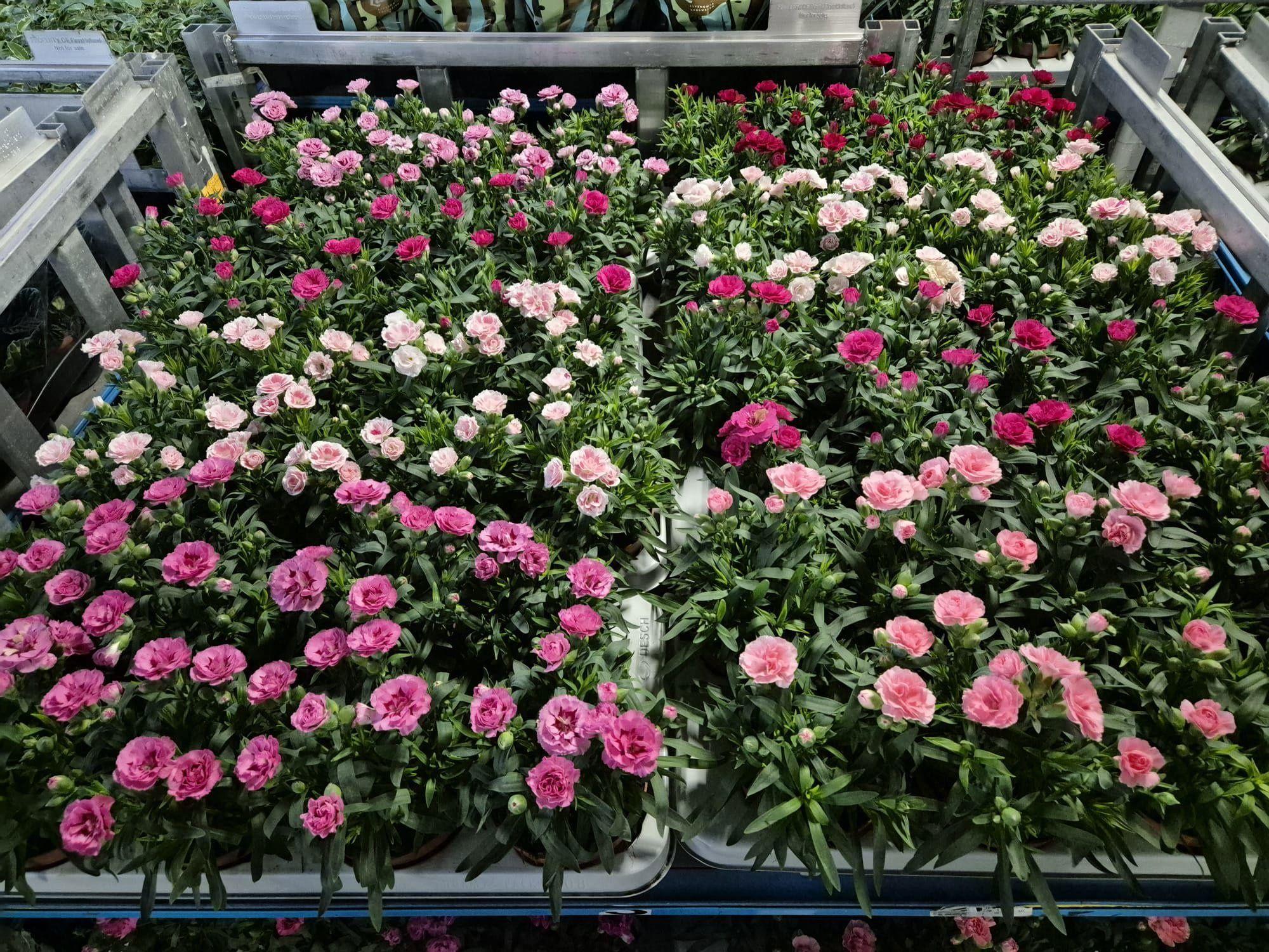 Горшечные цветы и растения оптом Dian Osc Gem от 8шт из Голландии с доставкой по России