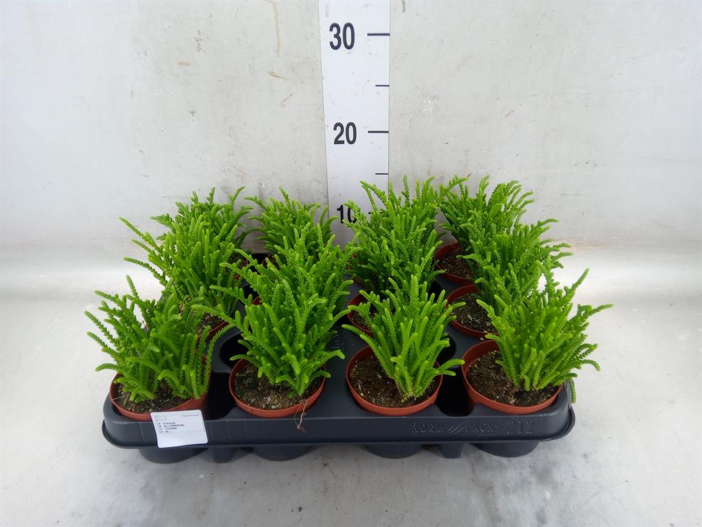 Горшечные цветы и растения оптом Crassula   ... от 12шт (для телеги) из Голландии с доставкой по России