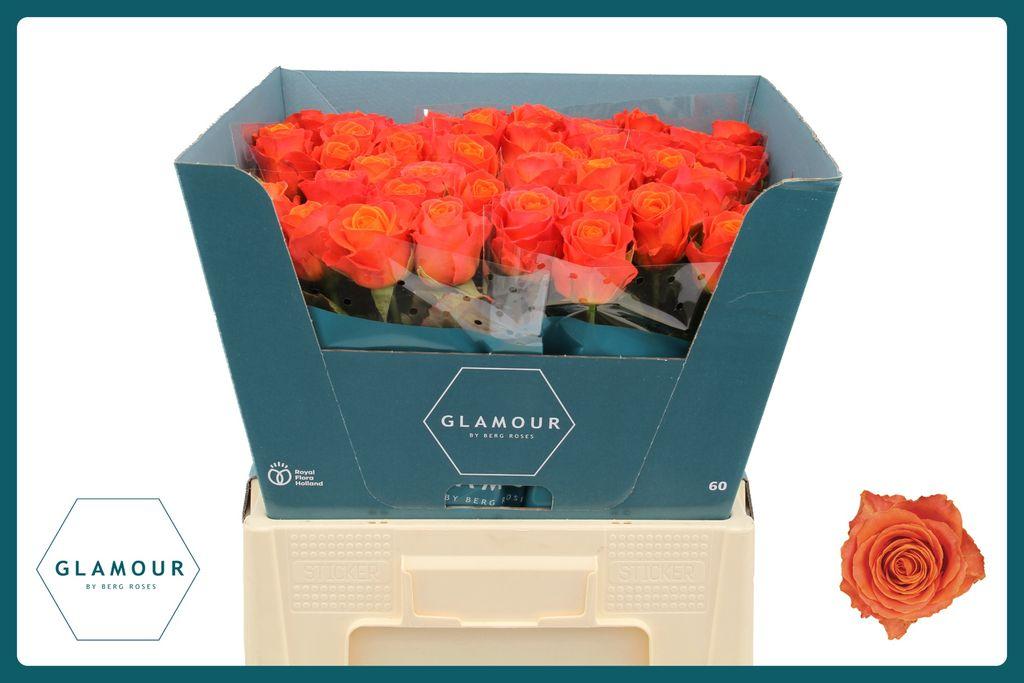 Срезанные цветы оптом Rosa large clarence от 50шт из Голландии с доставкой по России