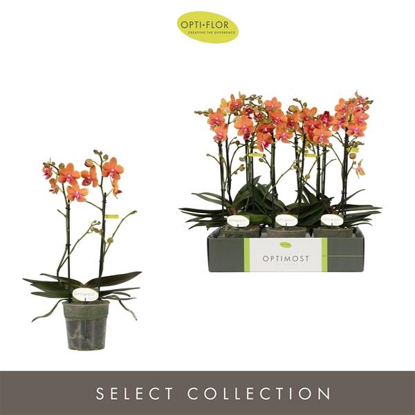 Горшечные цветы и растения оптом Phal 2st Optimost Paprika от 6шт из Голландии с доставкой по России