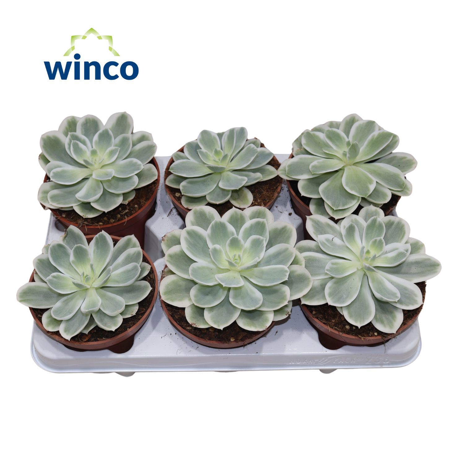 Горшечные цветы и растения оптом Echeveria lemon Lime Variegata от 6шт из Голландии с доставкой по России