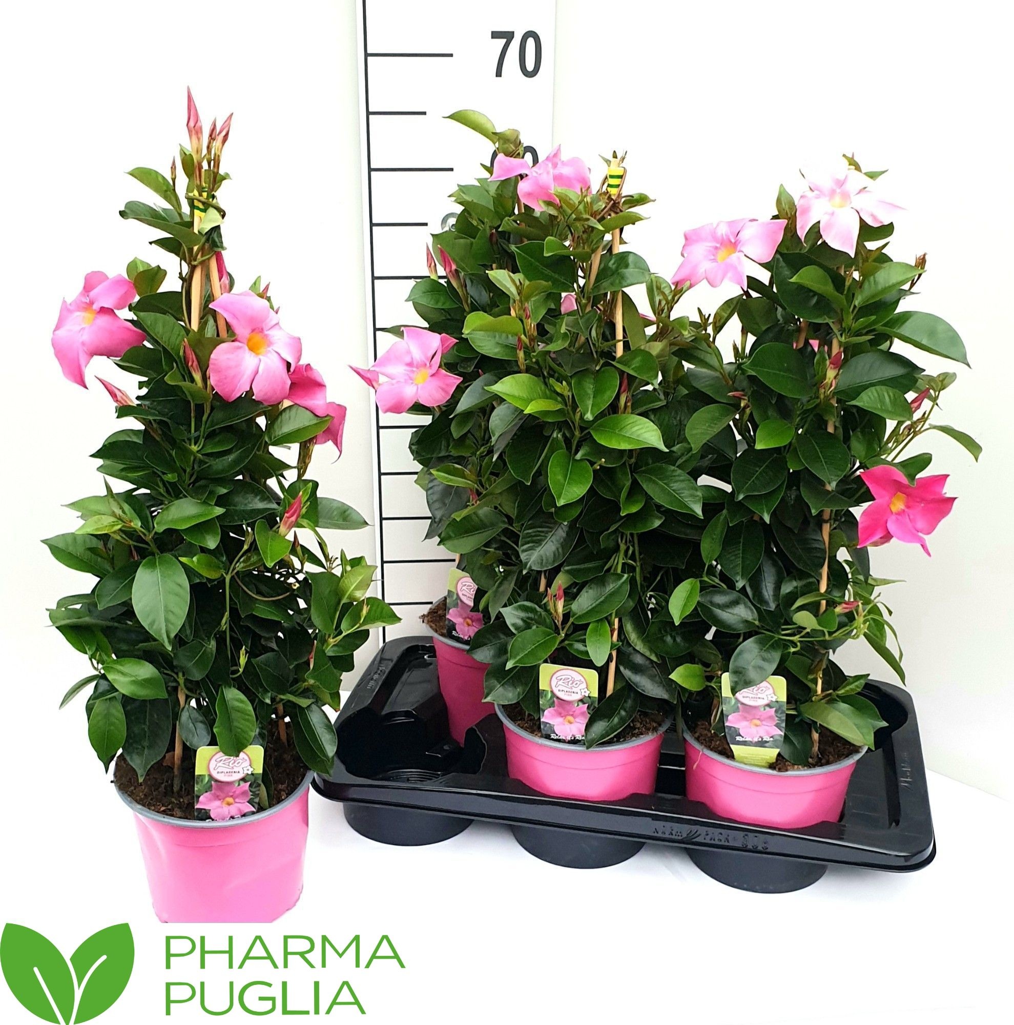 Горшечные цветы и растения оптом Mande Rio Pink от 6шт из Голландии с доставкой по России