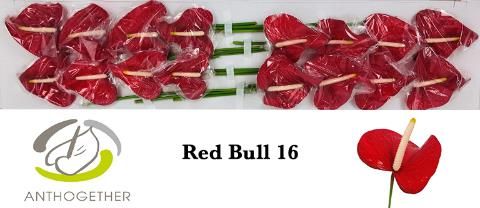 Срезанные цветы оптом Anthurium red bull от 16шт из Голландии с доставкой по России