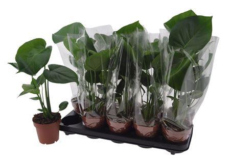 Горшечные цветы и растения оптом Monstera Deliciosa от 10шт из Голландии с доставкой по России