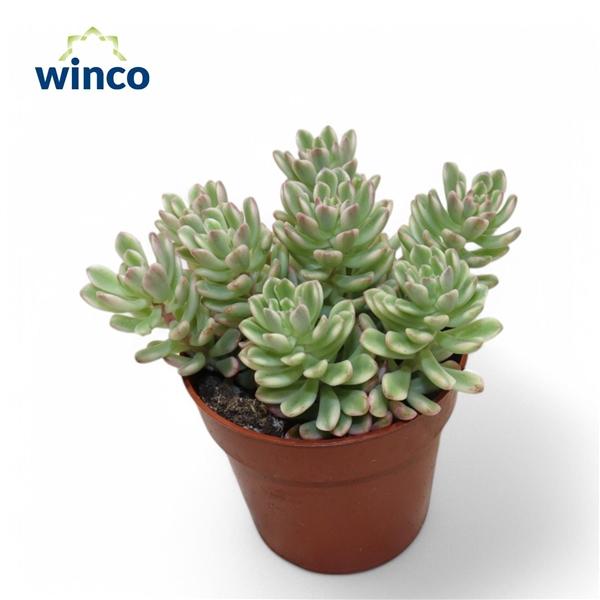 Горшечные цветы и растения оптом Sedum Rubrotinctum Variegata от 18шт (для телеги) из Голландии с доставкой по России