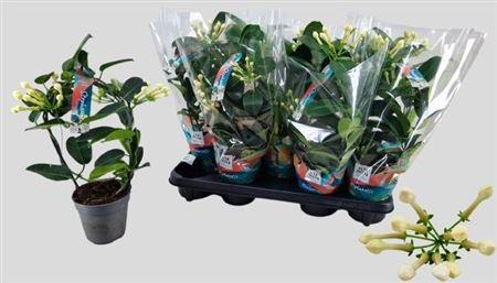 Горшечные цветы и растения оптом Stephanotis 1-2 Flowers от 9шт из Голландии с доставкой по России
