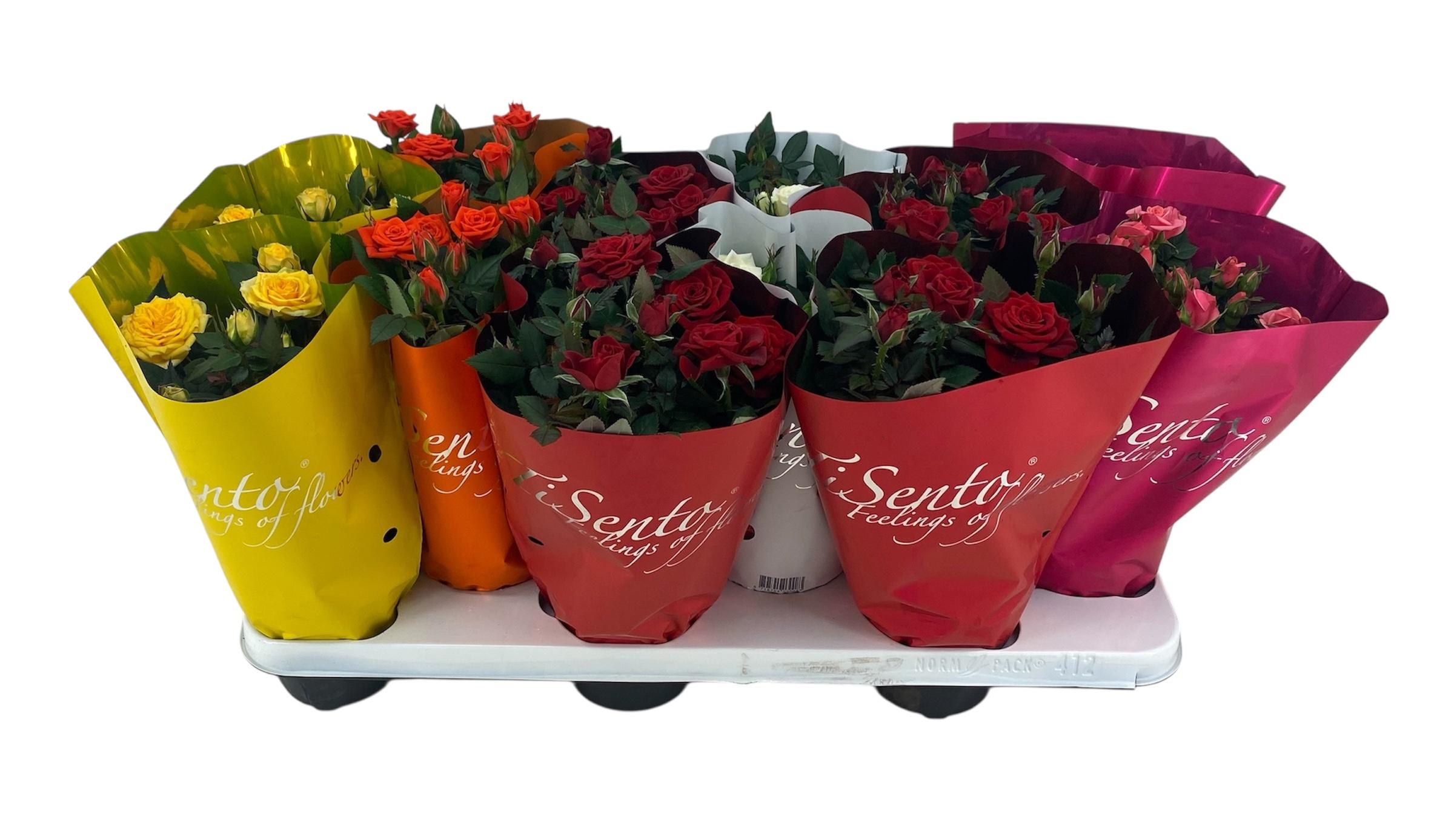 Горшечные цветы и растения оптом Ro Kordana Gem от 12шт из Голландии с доставкой по России