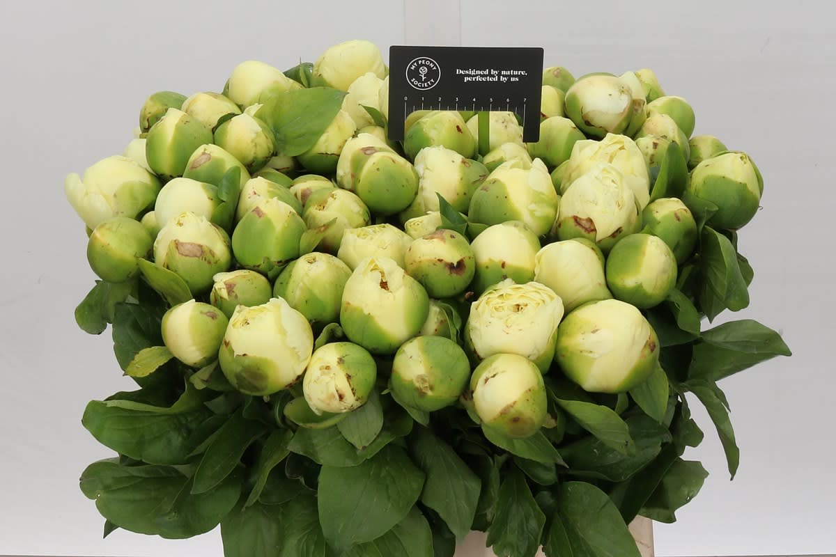 Срезанные цветы оптом Paeonia lemon chiffon от 80шт из Голландии с доставкой по России