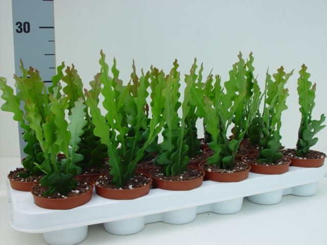 Горшечные цветы и растения оптом Epiphyllum Anguliger от 12шт (для телеги) из Голландии с доставкой по России
