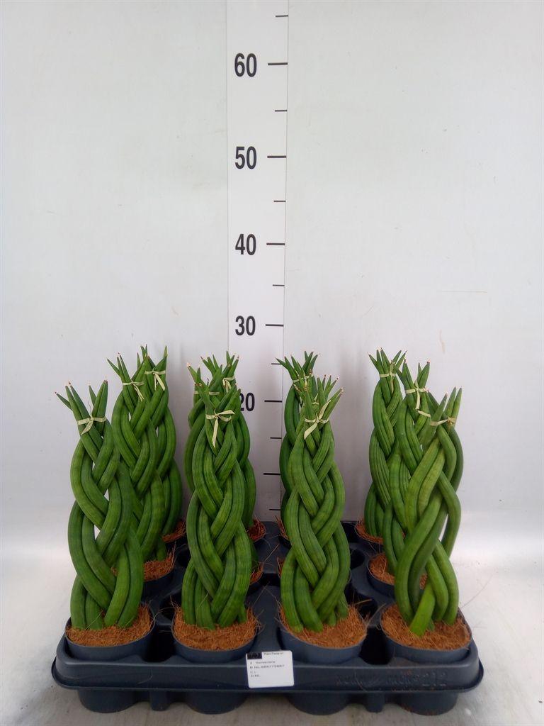 Горшечные цветы и растения оптом Sansevieria Cyl.  ... от 12шт (для телеги) из Голландии с доставкой по России
