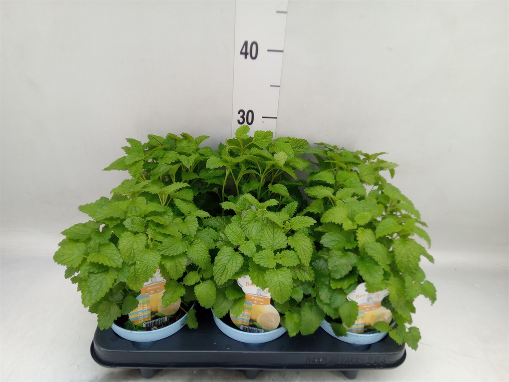 Горшечные цветы и растения оптом Melissa Officinalis от 6шт (для телеги) из Голландии с доставкой по России