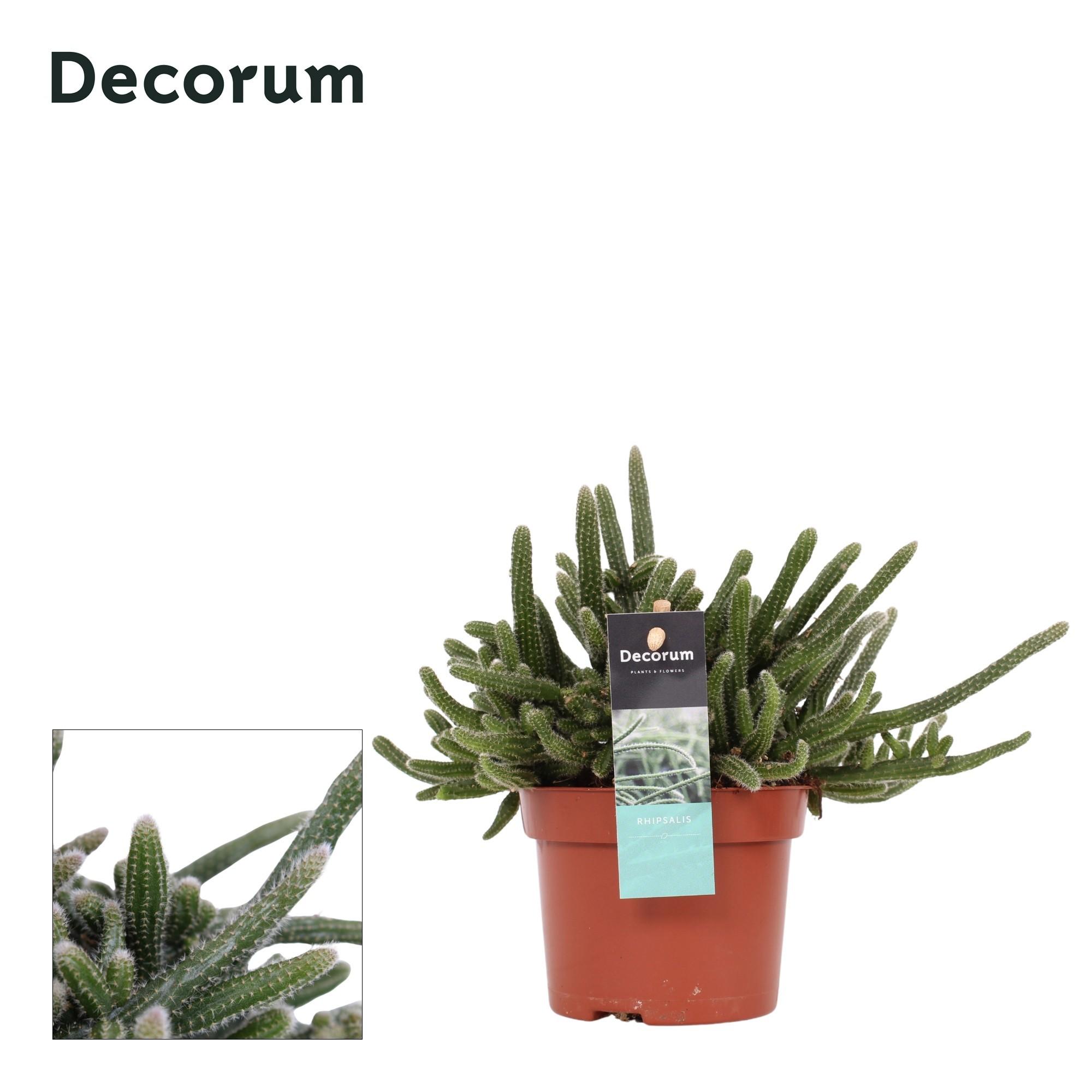 Горшечные цветы и растения оптом Rhipsalis Baccifera Horrida от 8шт из Голландии с доставкой по России