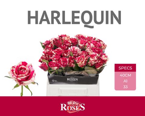 Срезанные цветы оптом Rosa large harlequin от 40шт из Голландии с доставкой по России
