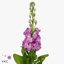 Срезанные цветы оптом Matthiola phantom pink от 30шт из Голландии с доставкой по России