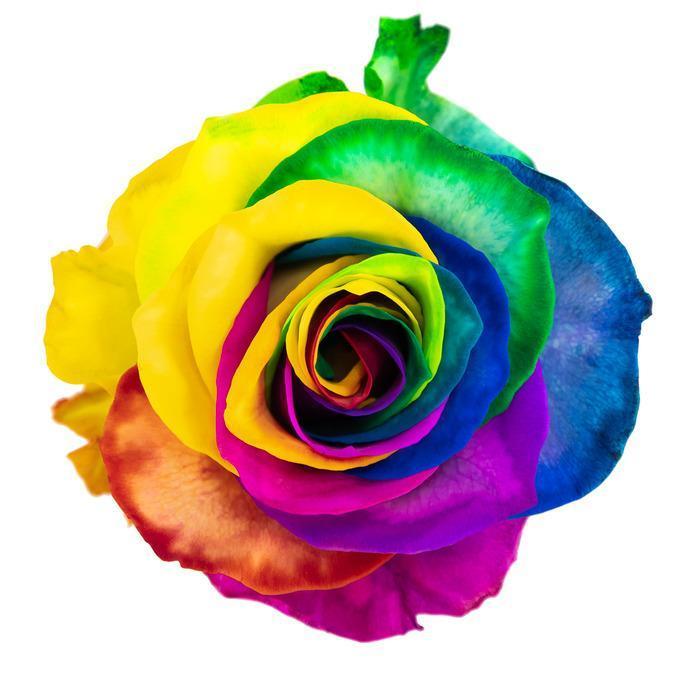 Срезанные цветы оптом Rosa ec paint magic rainbow от 25шт из Голландии с доставкой по России