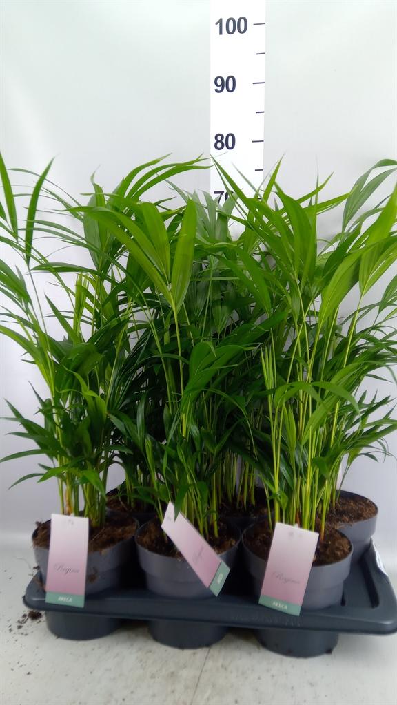 Горшечные цветы и растения оптом Dypsis Lutescens ...chrysalidoca от 6шт из Голландии с доставкой по России