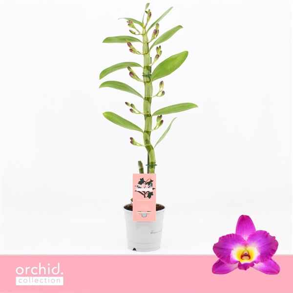 Горшечные цветы и растения оптом Den Nob 1st Akatsuki Orchid Collection от 10шт из Голландии с доставкой по России