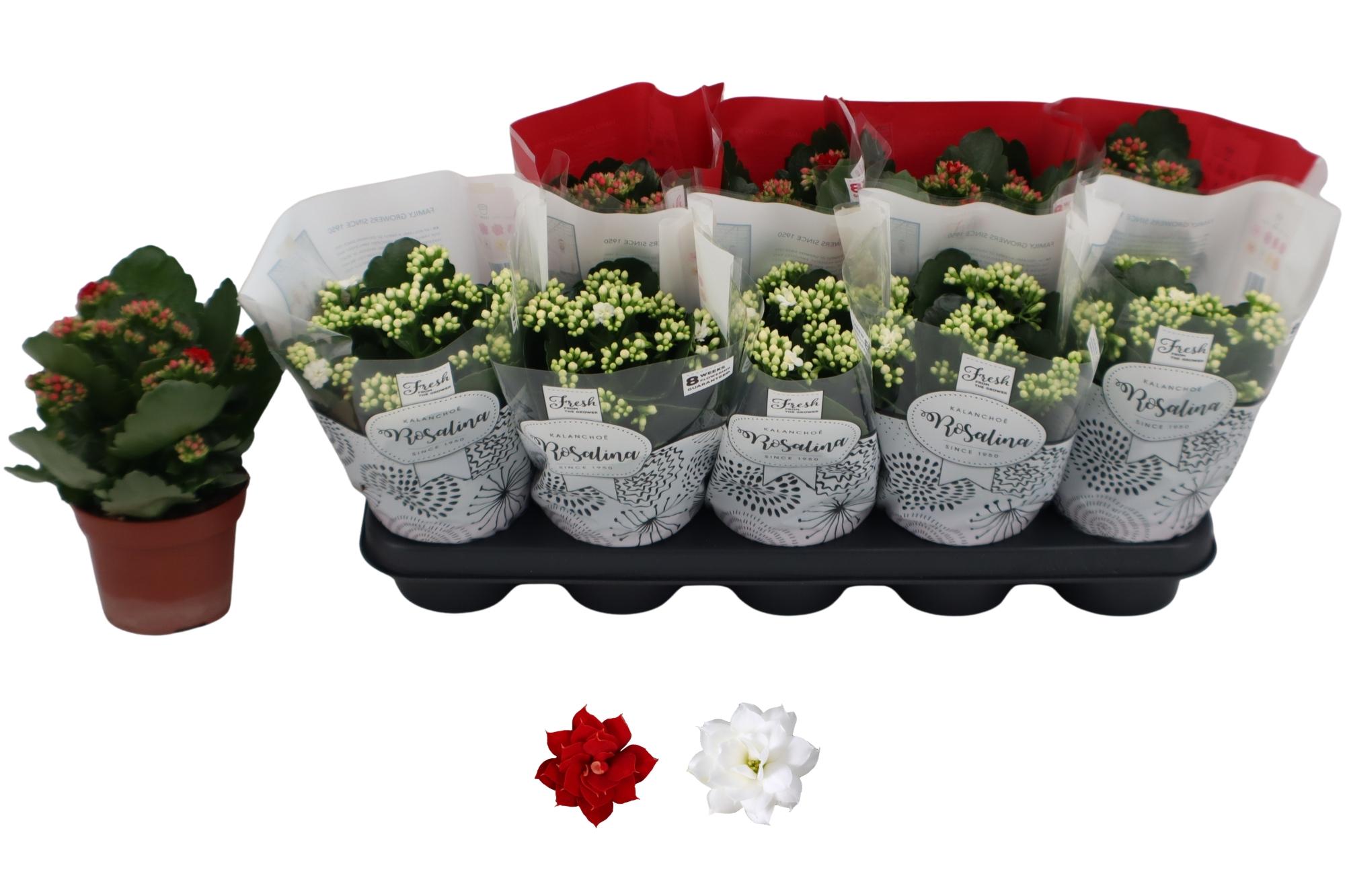 Горшечные цветы и растения оптом Kal Ge Ro Gem 2 Kl от 10шт из Голландии с доставкой по России