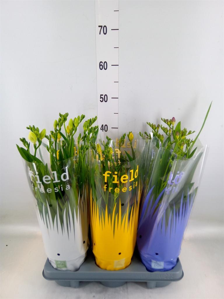 Горшечные цветы и растения оптом Freesia   ... от 6шт из Голландии с доставкой по России