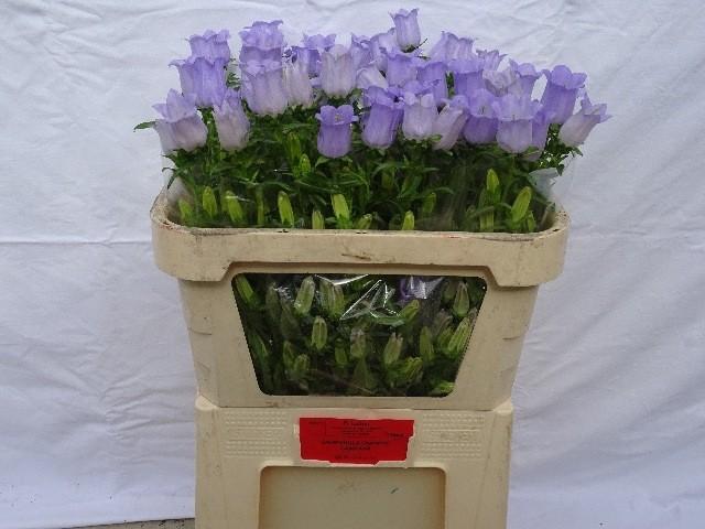 Срезанные цветы оптом Campanula medium champion lavender от 50шт из Голландии с доставкой по России