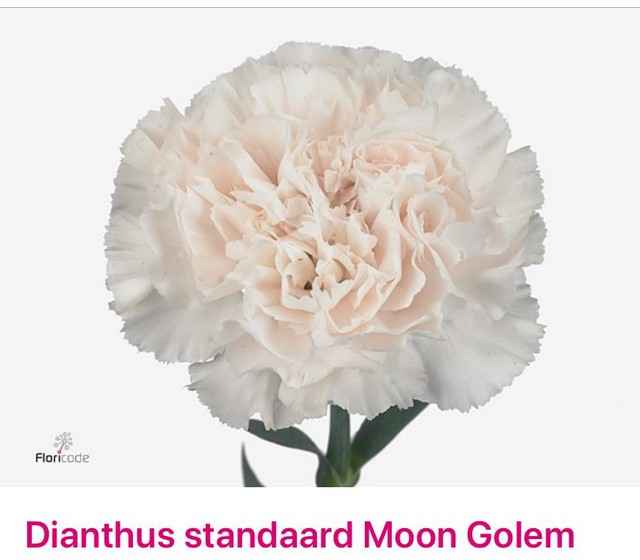 Срезанные цветы оптом Dianthus st moon golem от 40шт из Голландии с доставкой по России