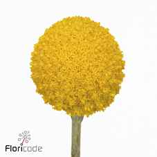 Срезанные цветы оптом Craspedia yellow от 200шт из Голландии с доставкой по России