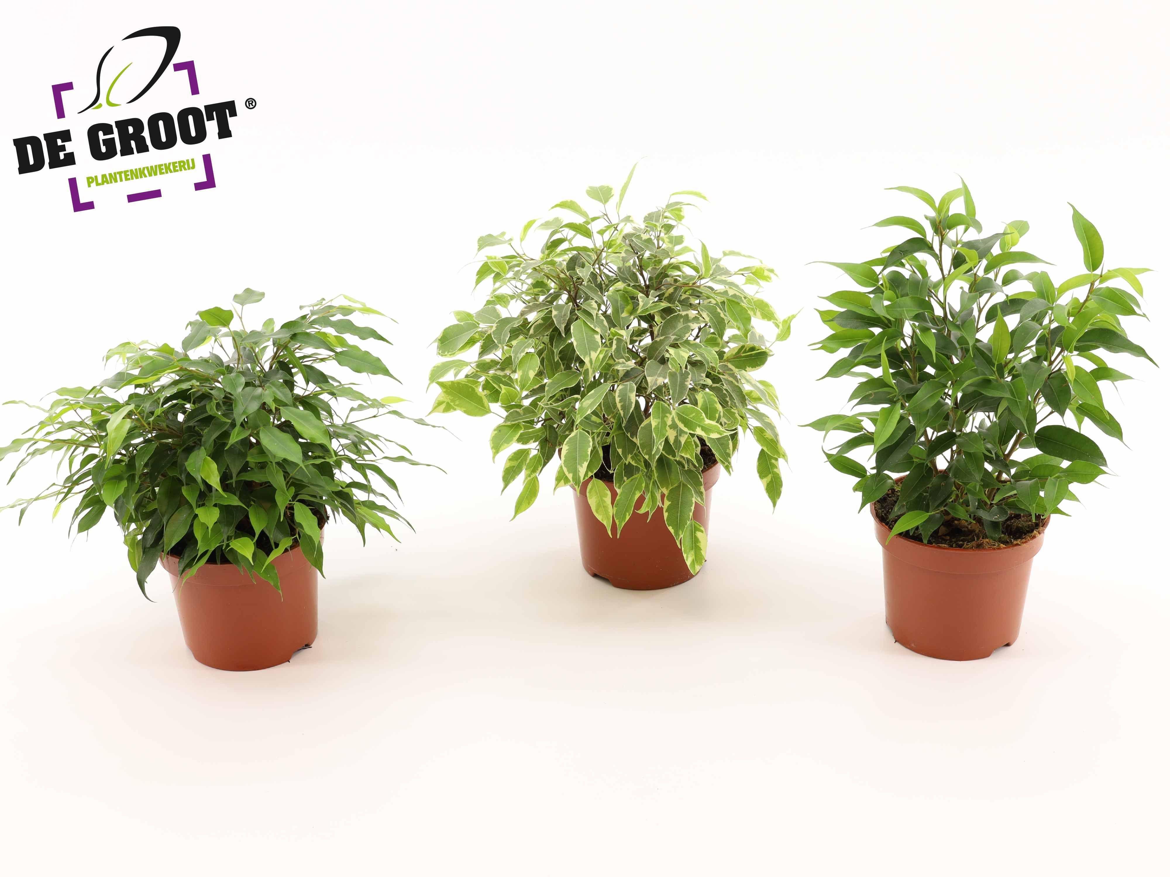 Горшечные цветы и растения оптом Ficus Be Mix 3 Sorts от 10шт из Голландии с доставкой по России