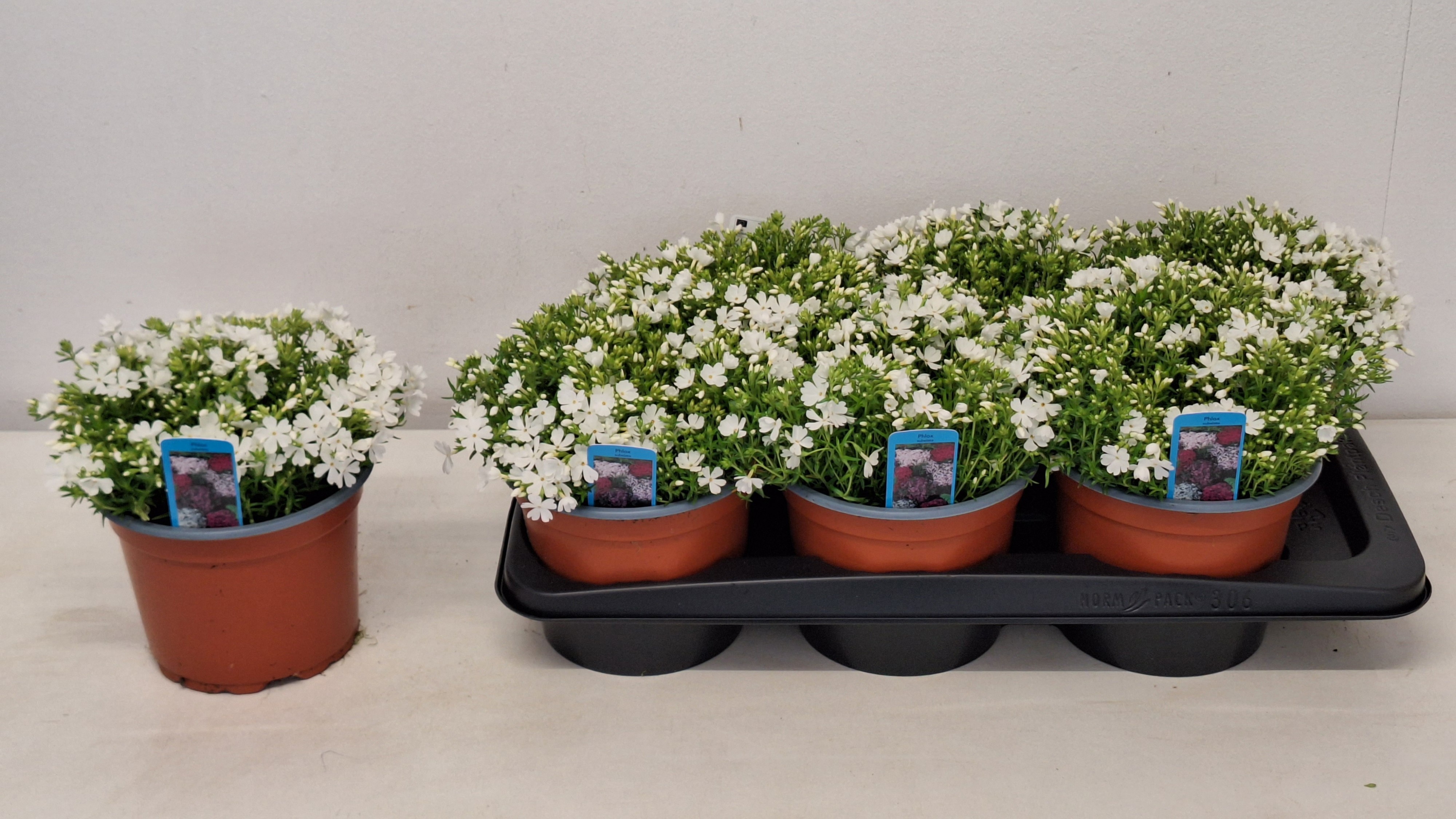 Горшечные цветы и растения оптом Phlox S Fab White от 6шт из Голландии с доставкой по России