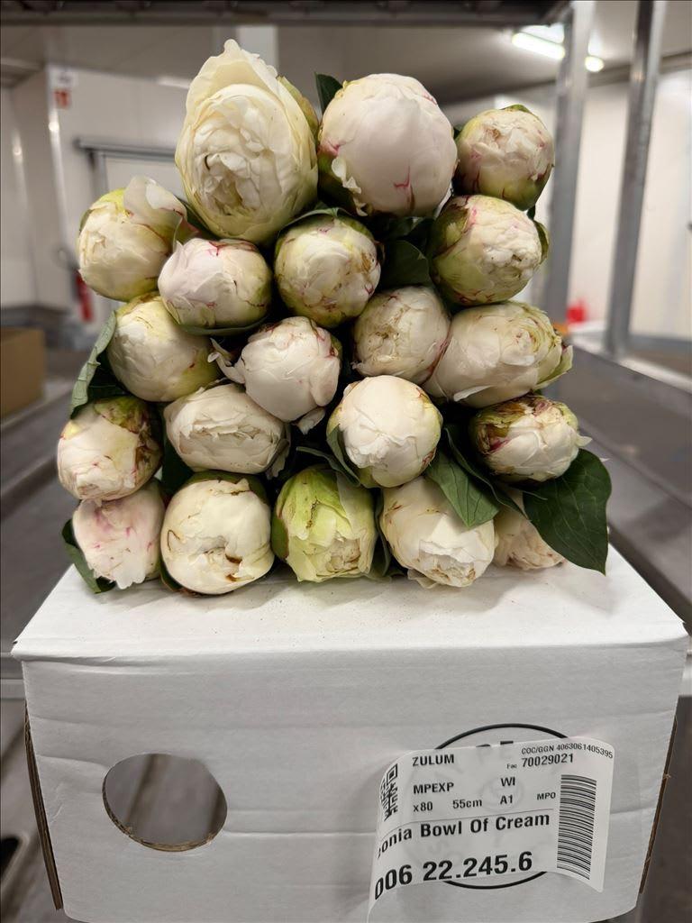 Срезанные цветы оптом Paeonia bowl of cream от 80шт из Голландии с доставкой по России