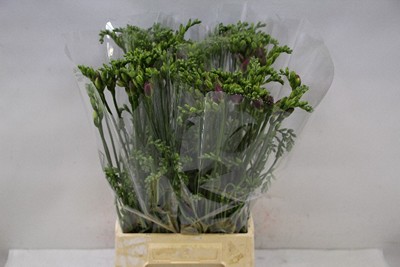 Срезанные цветы оптом Freesia do pink от 100шт из Голландии с доставкой по России