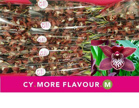 Срезанные цветы оптом Minicymbidium going west от 15шт из Голландии с доставкой по России