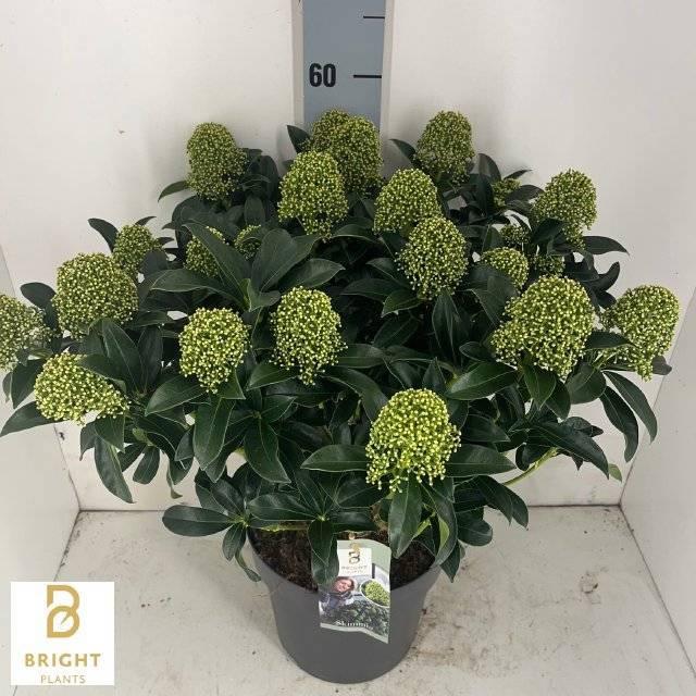 Горшечные цветы и растения оптом Skim J White Globe от 1шт из Голландии с доставкой по России