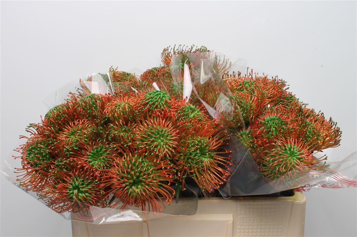 Срезанные цветы оптом Nutans paint green от 30шт из Голландии с доставкой по России