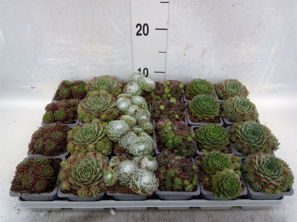 Горшечные цветы и растения оптом Sempervivum   ...mix от 24шт из Голландии с доставкой по России