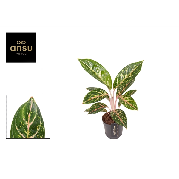 Горшечные цветы и растения оптом Aglaonema Coco Green от 6шт из Голландии с доставкой по России