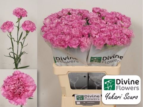 Срезанные цветы оптом Dianthus st yukari scuro от 80шт из Голландии с доставкой по России